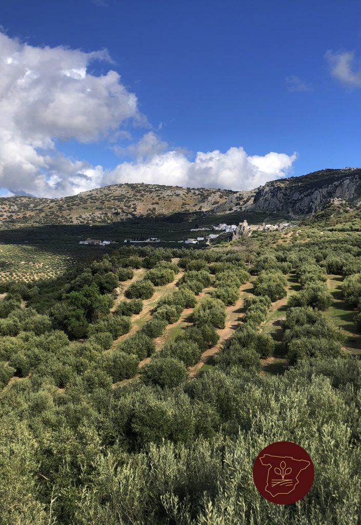 origin olive oil tourism
