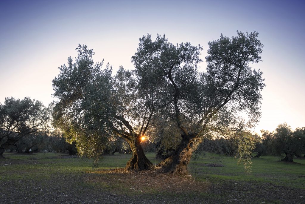 The olive: the origin of our production