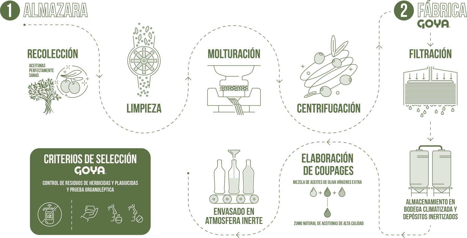 producción del aceite de oliva