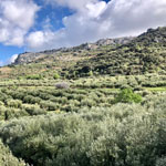 olivares