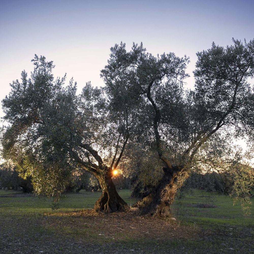 The olive: the origin of our production