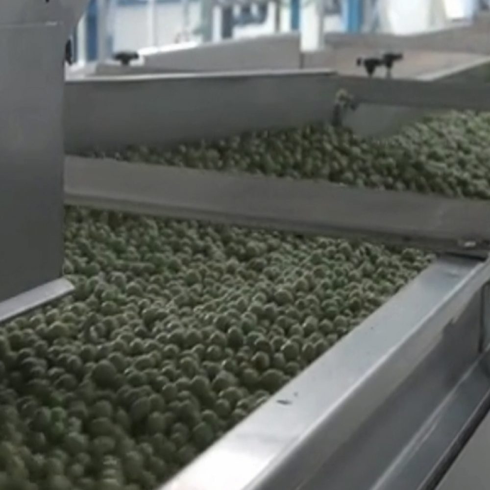 olive classification