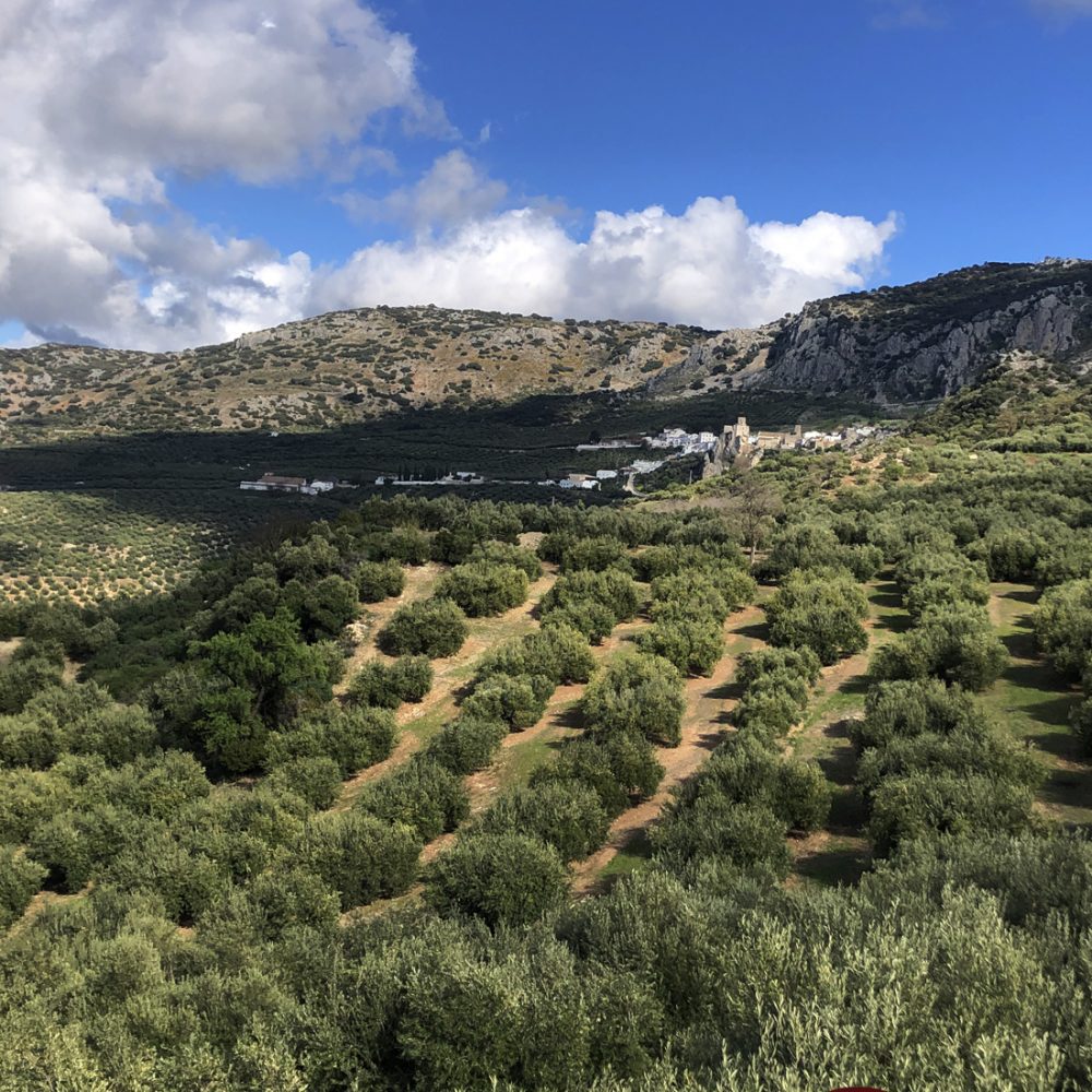origin olive oil tourism
